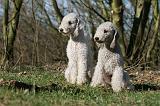 BEDLINGTON TERRIER 214